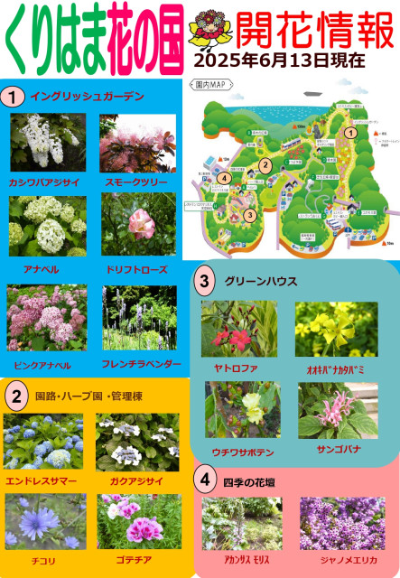 横須賀くりはま花の国・6/13～開花情報